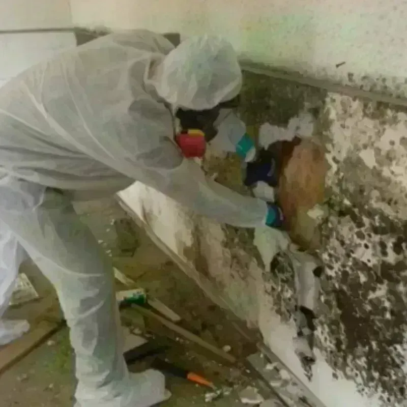 Mold Remediation and Removal in Cascade Locks, OR